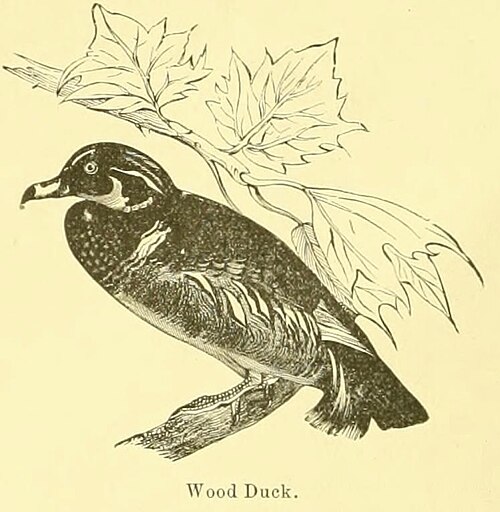 Wood duck