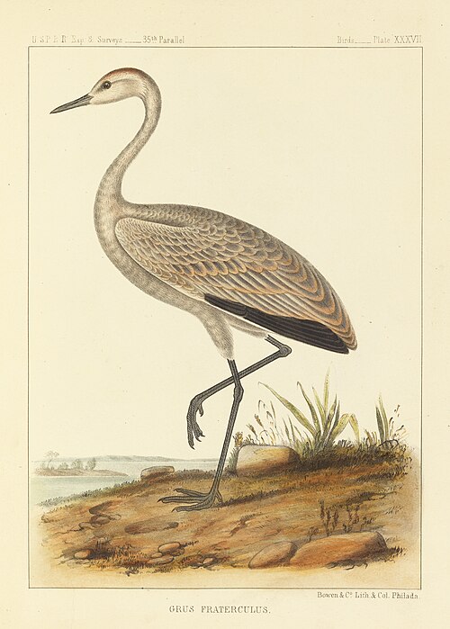 Sandhill crane