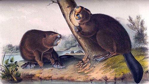 American beaver