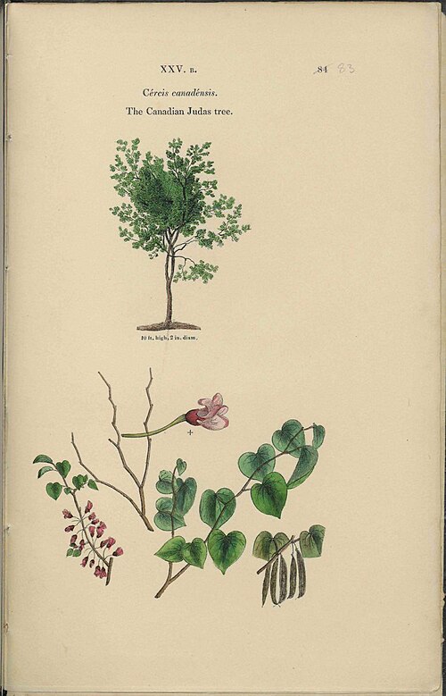 Eastern redbud
