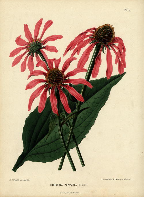 Purple coneflower