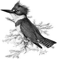 Belted kingfisher