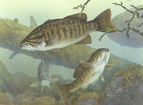 Smallmouth bass