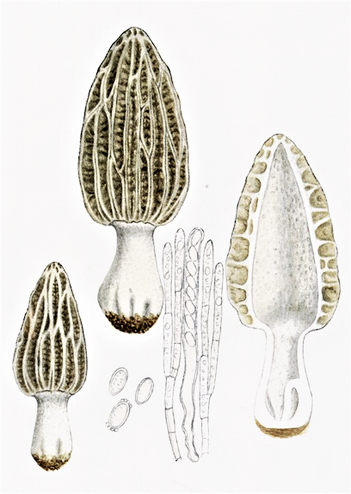 Morel