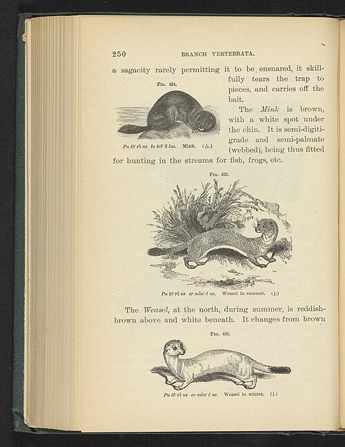 American mink