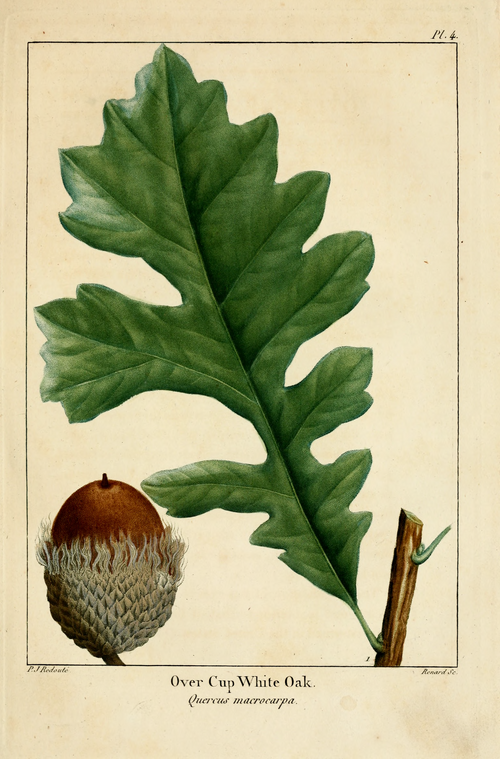 Bur oak